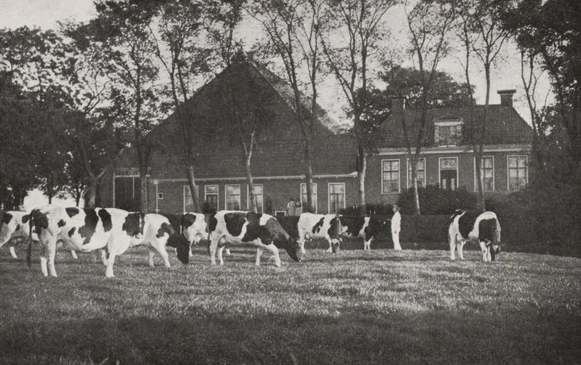 STAMBOEKVEE BIJ FOLSGARE, 1914