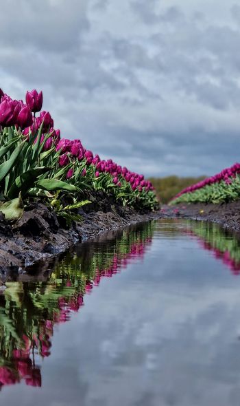 TULPEN UIT DRENTHE