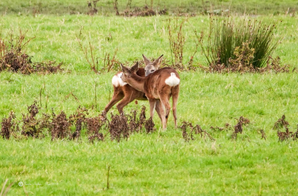 DE FOTOGRAFISCHE KUIER VAN GERDA BIJKER BLIJFT EEN GENOT