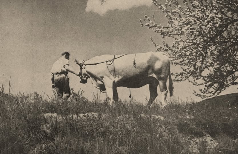 1937: LENTE IN LIMBURG