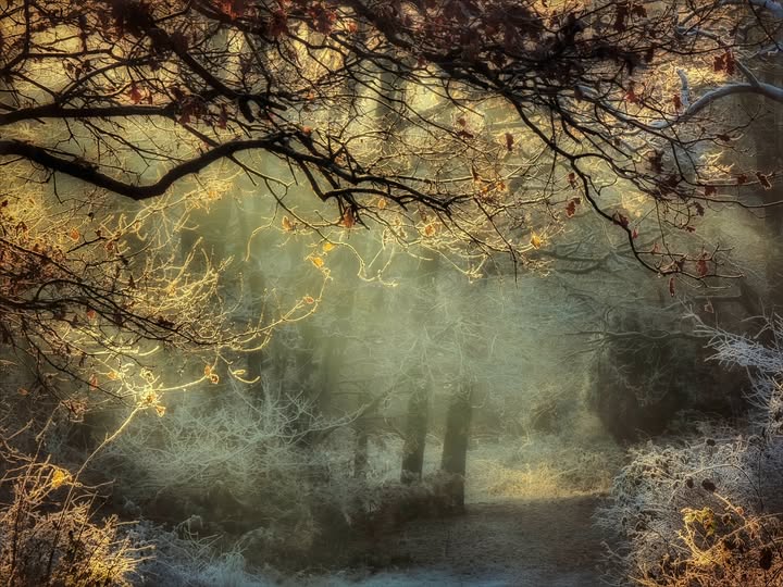 ELS BROUWER: MAGISCH LICHT