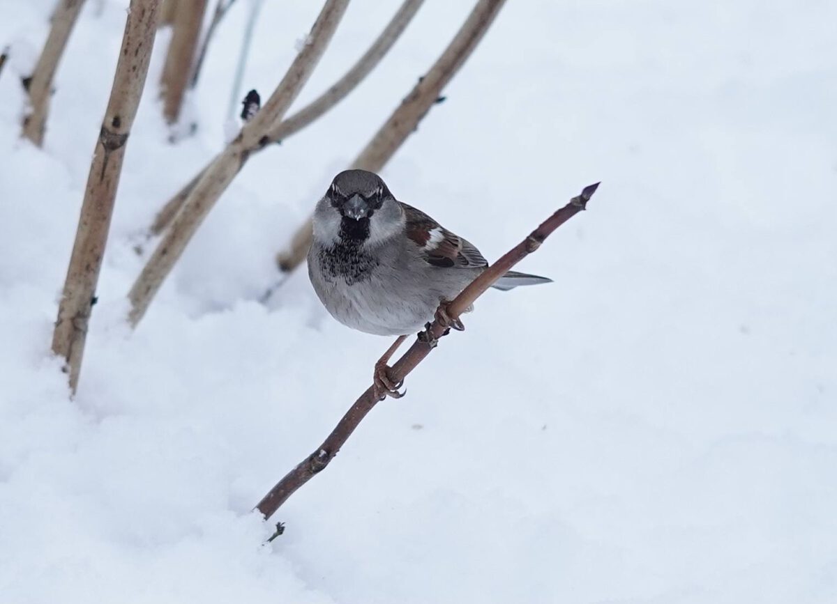 HUISMUS IN DE SNEEUW