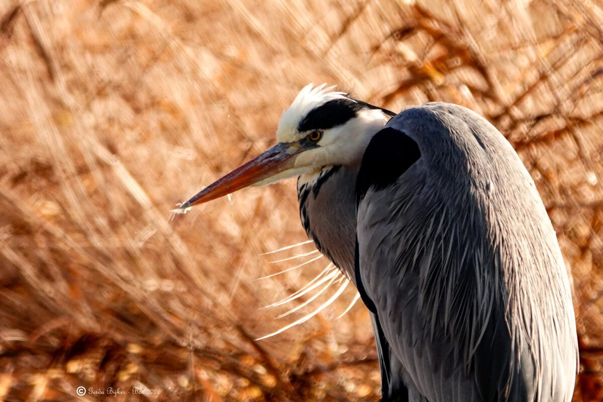 GERDA BIJKER: VOGELVARIA GRIENEDYK