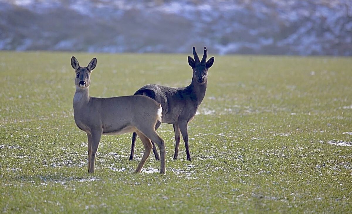 WINTERPRACHT VAN CLARA WALSTRA
