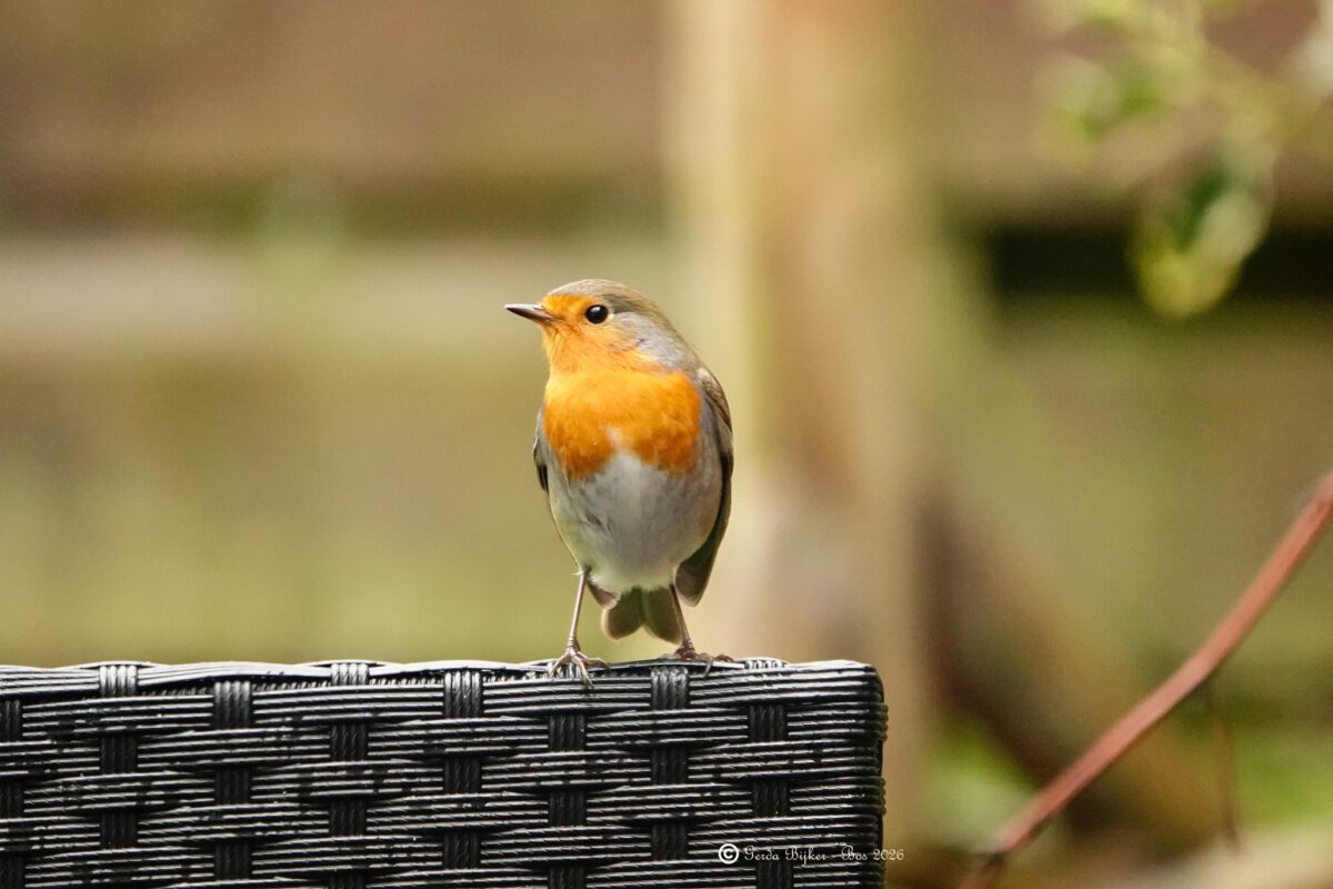 GERDA BIJKER: ‘KLEINE GLUURDER IN DE TUIN’