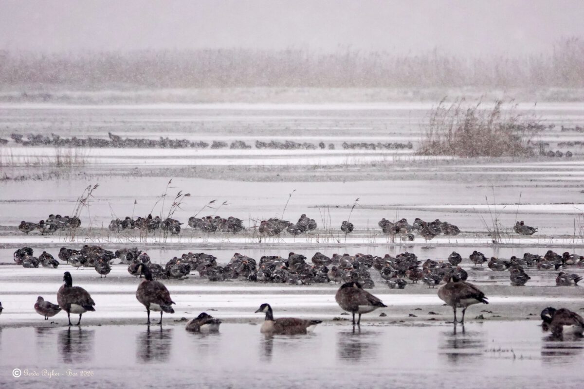 GERDA BIJKER: SNEEUWBUI