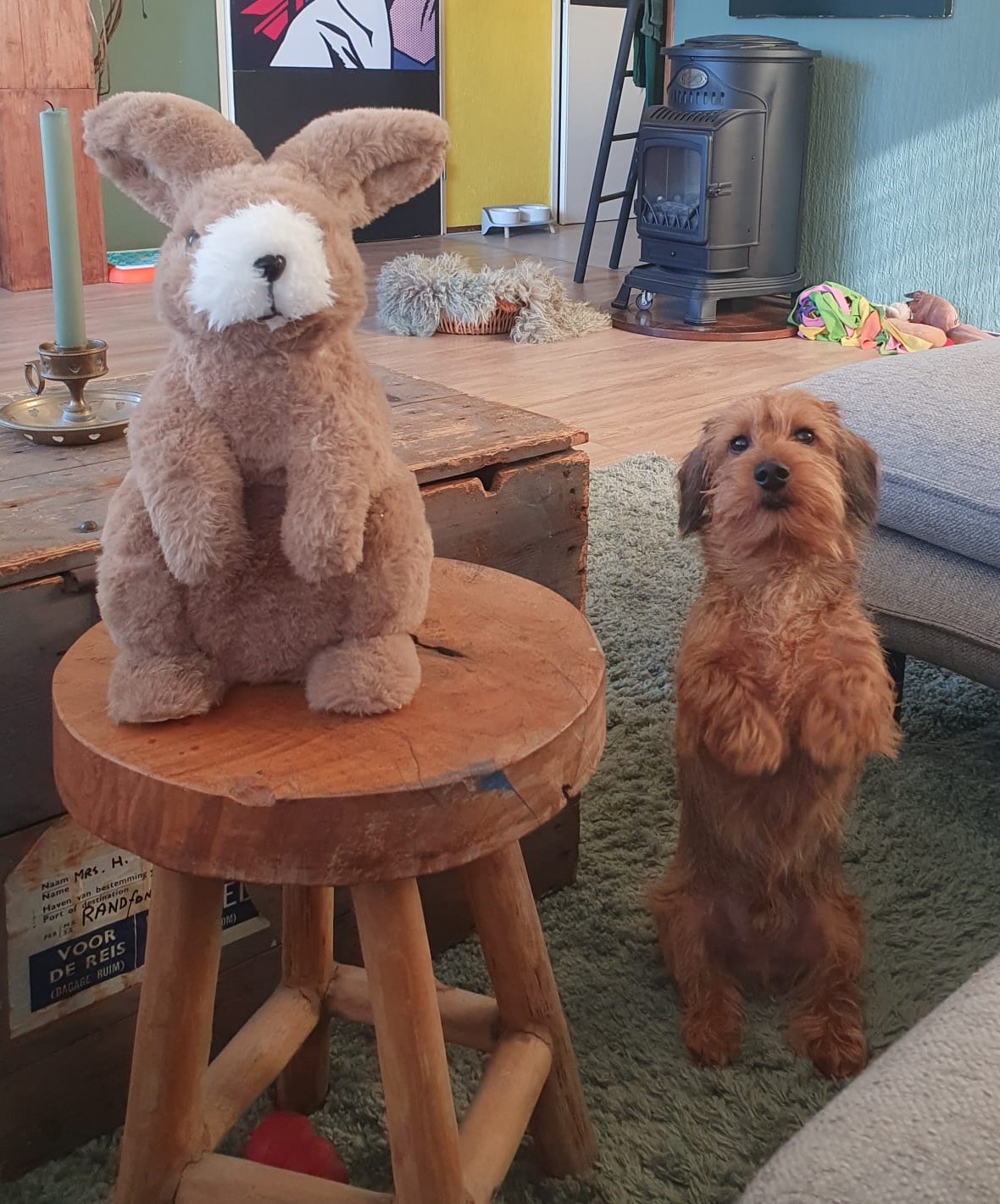 TECKEL SAMMIE RUIKT DE ZUIVERE INTENTIE VAN POLITICI