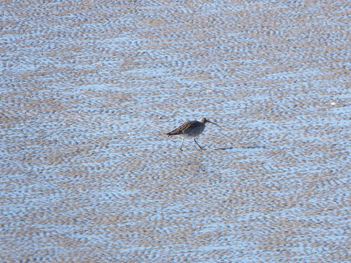 WIETZE DE VRIES: WULP OP HET WAD