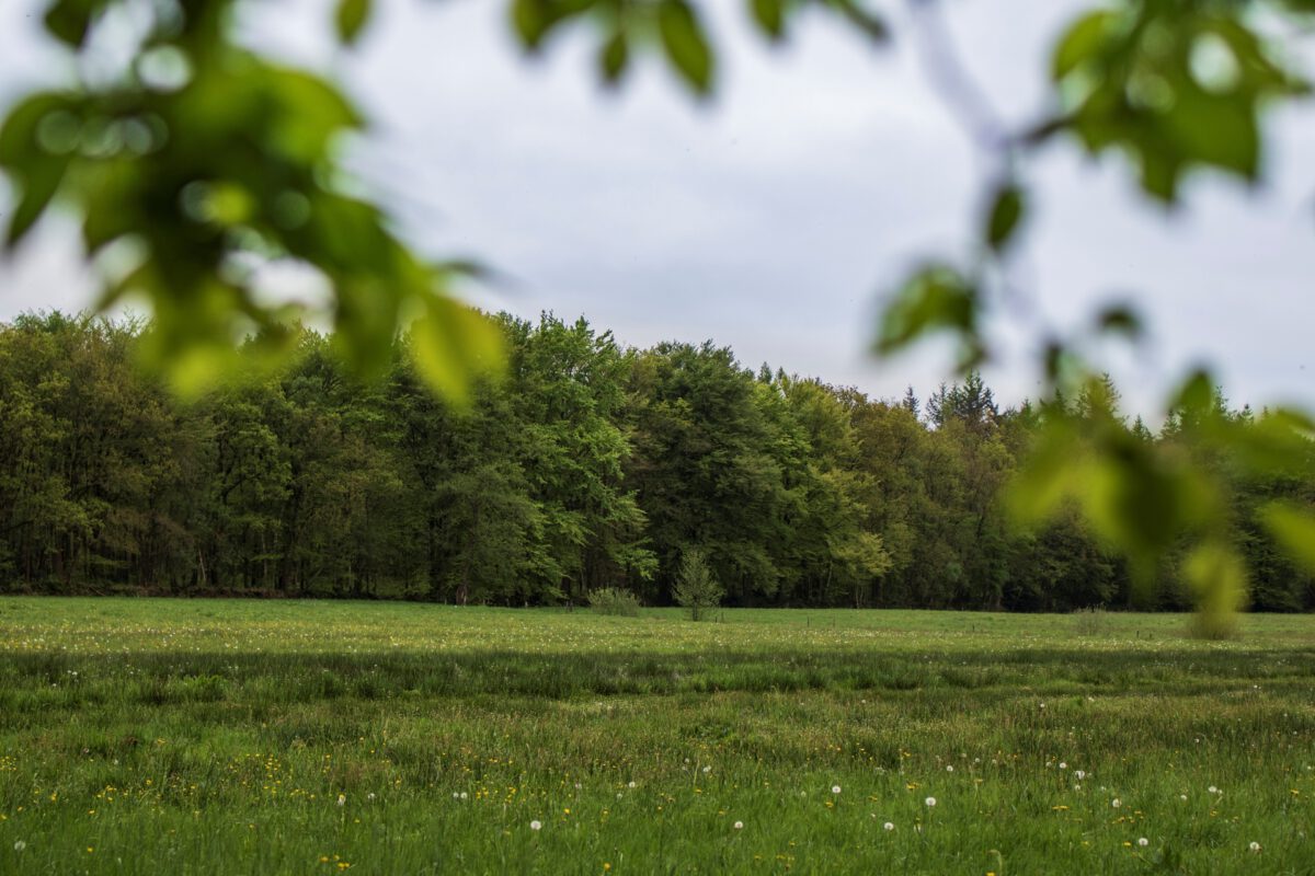 Flinke stimulâns foar beammen en bosk yn Fryslân