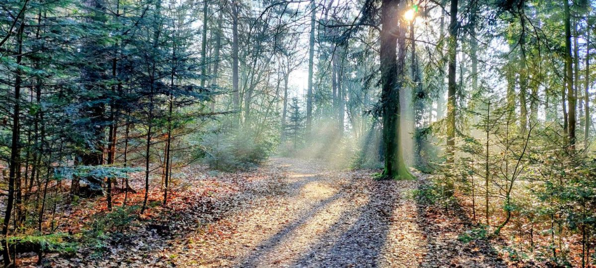 GEEN WOLF TE BEKENNEN IN DRENTSE BOSSEN: IS STABIJ ABBEY DE OORZAKELIJKE FACTOR?