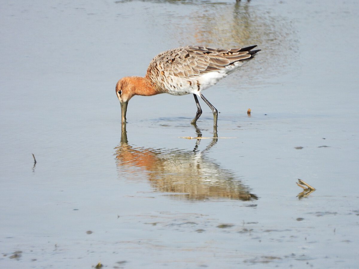 WYTSKE HEIDA: YSLÂNSKE SKRIEZEN