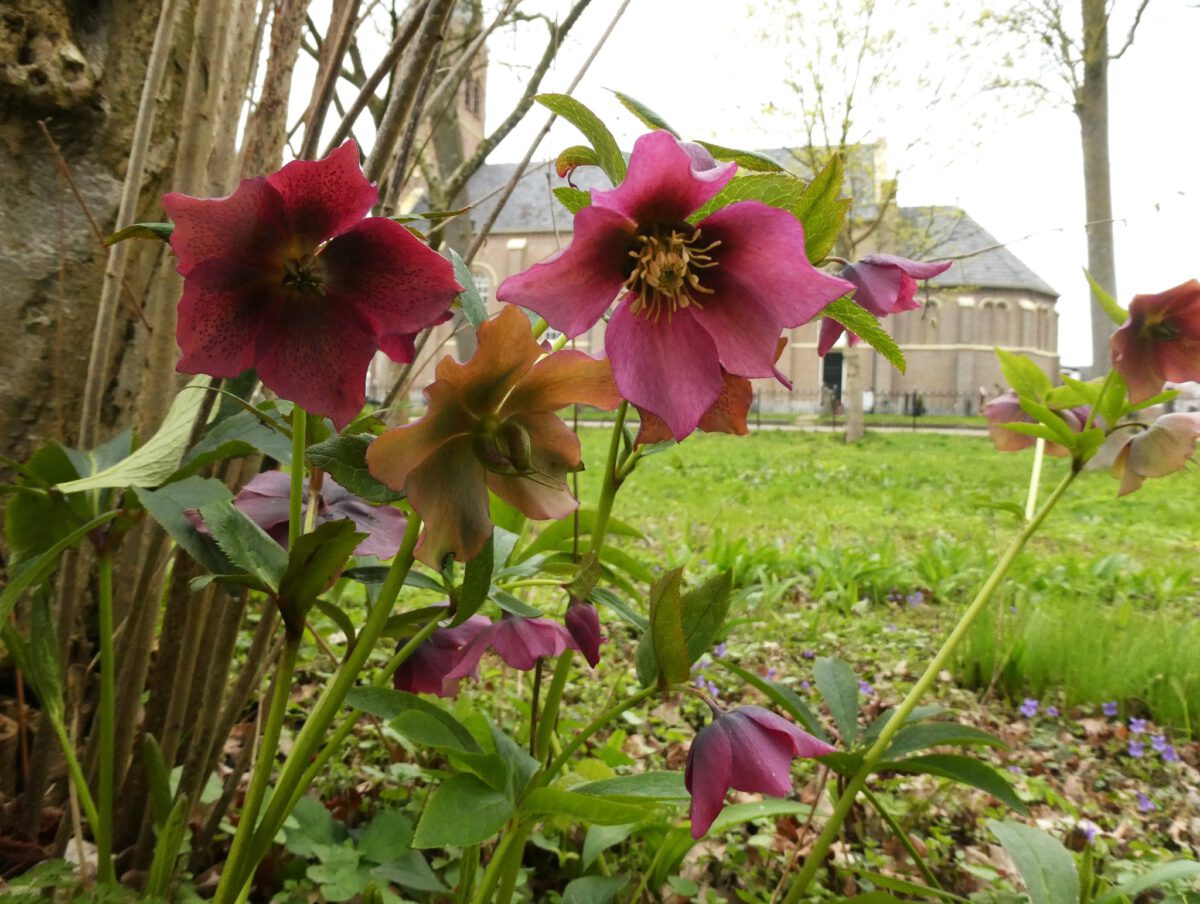 WYTSKE HEIDA: STINZEPLANTEN ROUNOM EPEMASTATE YSBRECHTUM
