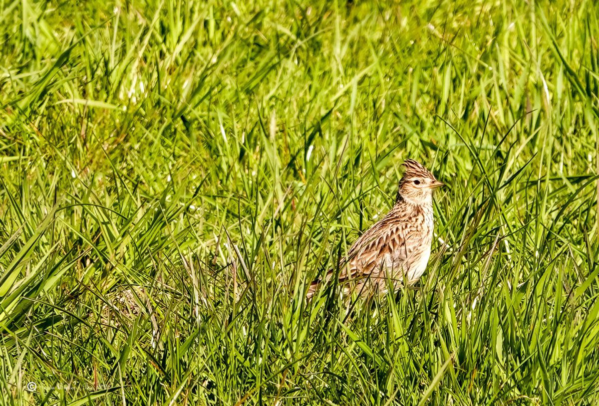 GERDA BIJKER: VELDLEEUWERIK