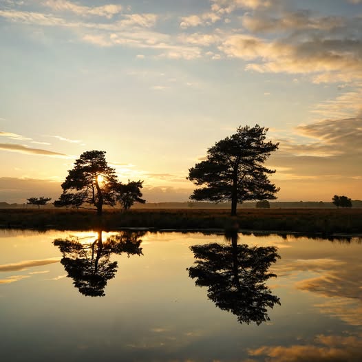 ALMA WANNINGEN: DWINGELDERVELD