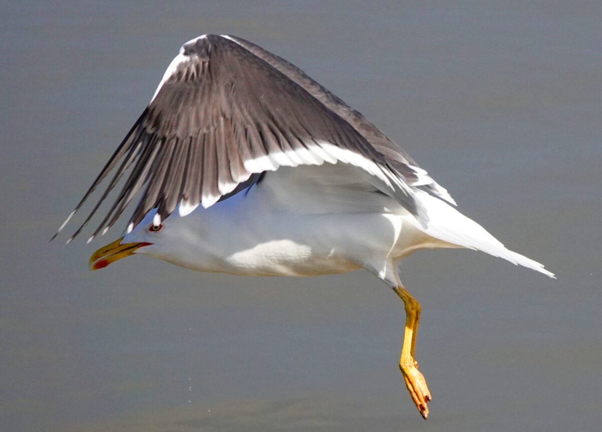 BEREND UDEMA: NA DE VIS…