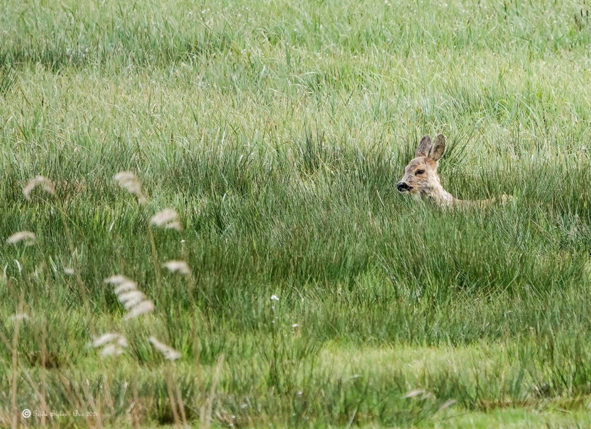 GERDA BIJKER: EEN JONGE REE IN HET VELD