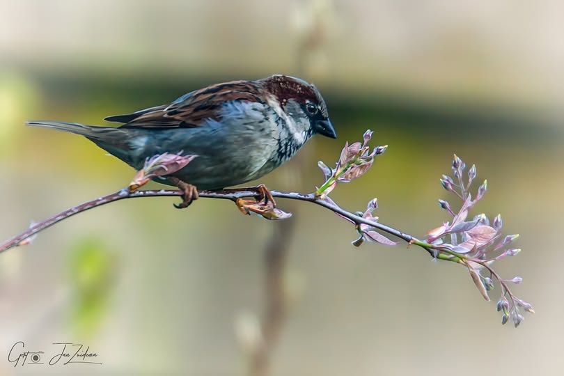 GERT JAN ZUIDEMA: MANNETJESMUS