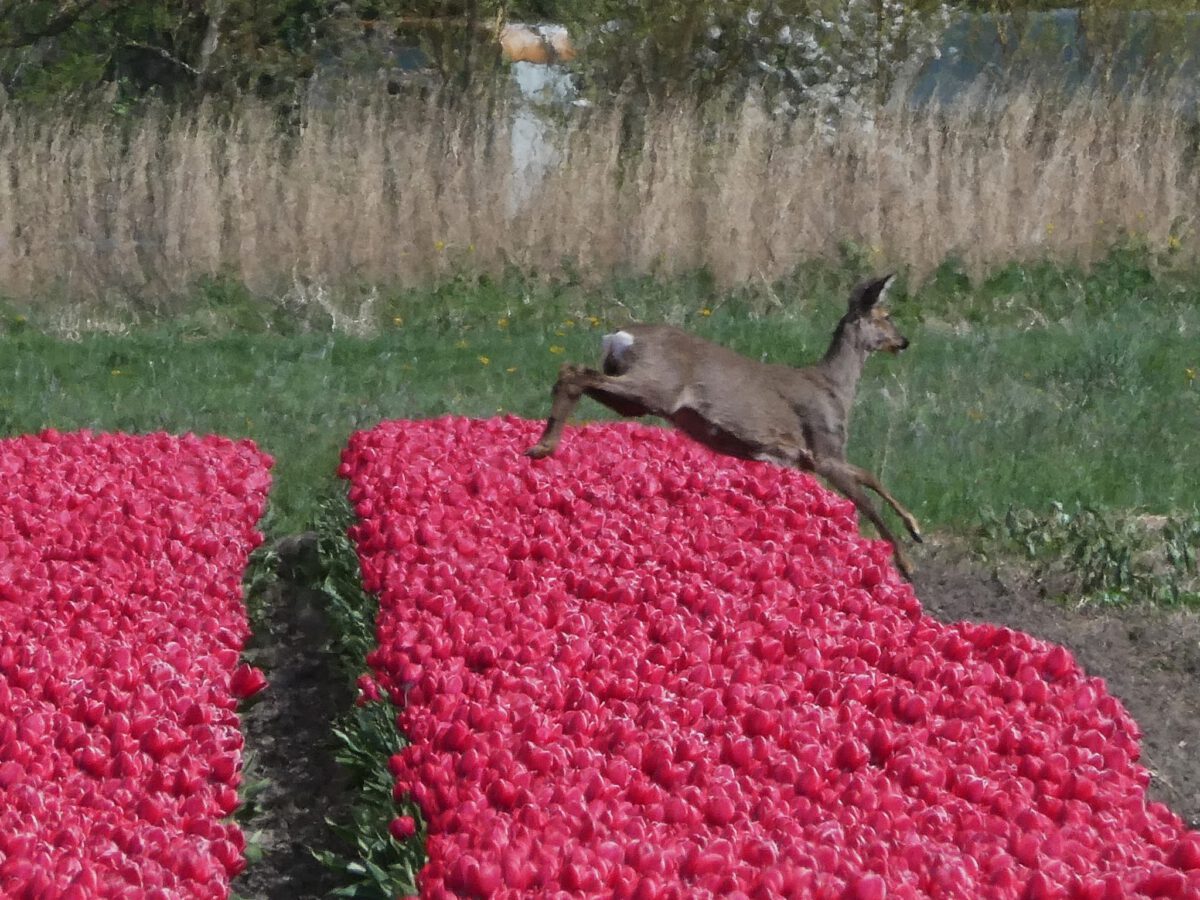 WYTSKE HEIDA: SPRONGETJE OVER TULPEN