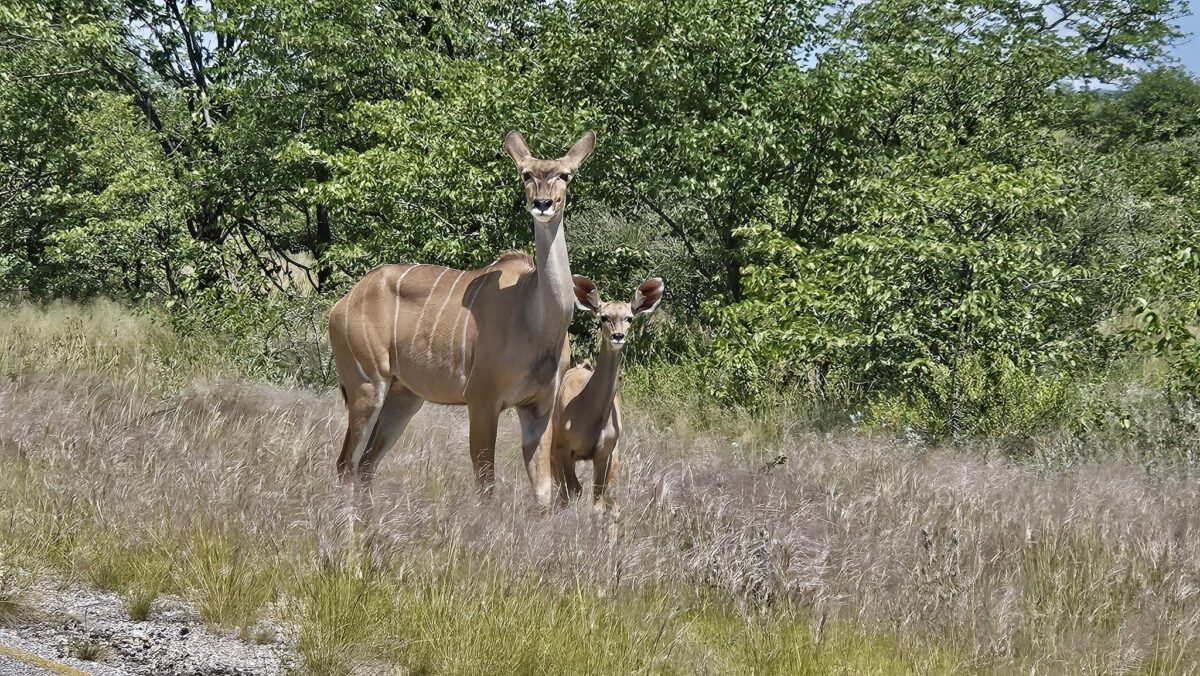 AVONTURIER RONALD ABELSKAMP EN ANUSHKA PAVERMAN OP  VAKANTIE IN NAMIBIË