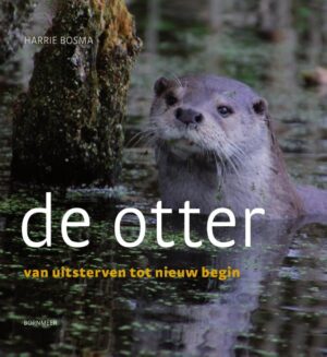 Is Fryslân dé provincie voor de otter? “Overal waar water is, kun je ‘m verwachten”