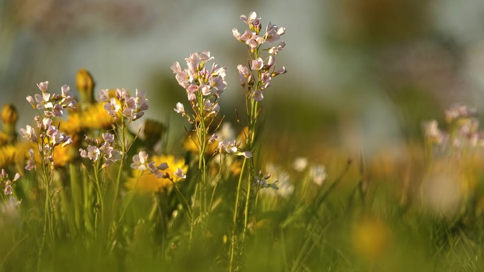ELS BROUWER: PINKSTER- EN PAARDENBLOEMEN
