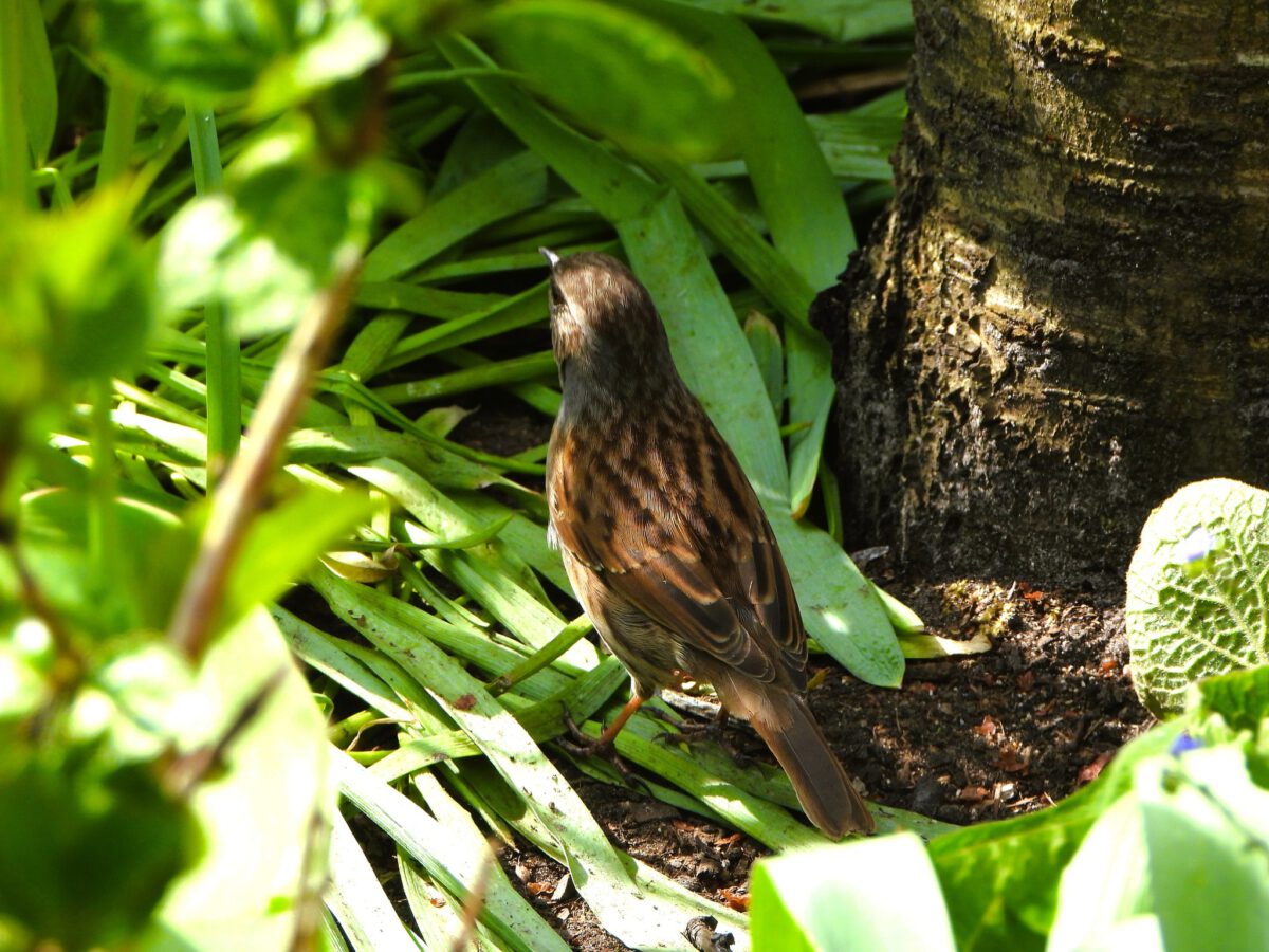 WIETZE DE VRIES: DE HEGGENMUS