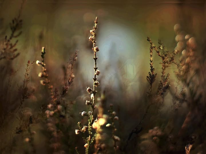 ELS BROUWER: HEIDE BIJ ZEEGSE