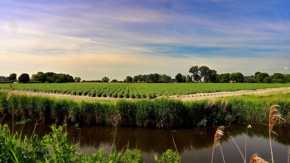 Landbouwvelden bij het Meedster Maar