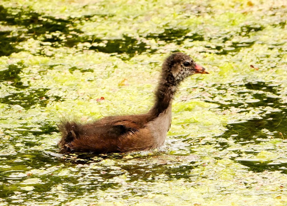 GERDA BIJKER: EEN HANDVOL NATUURFOTO’S