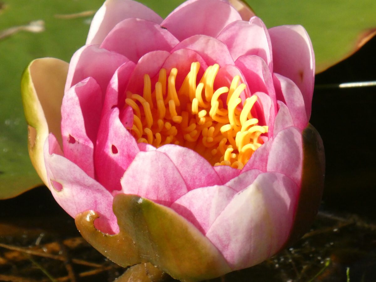 WYTSKE HEIDA: SNOEKEBLÊD (WATERLELIE)