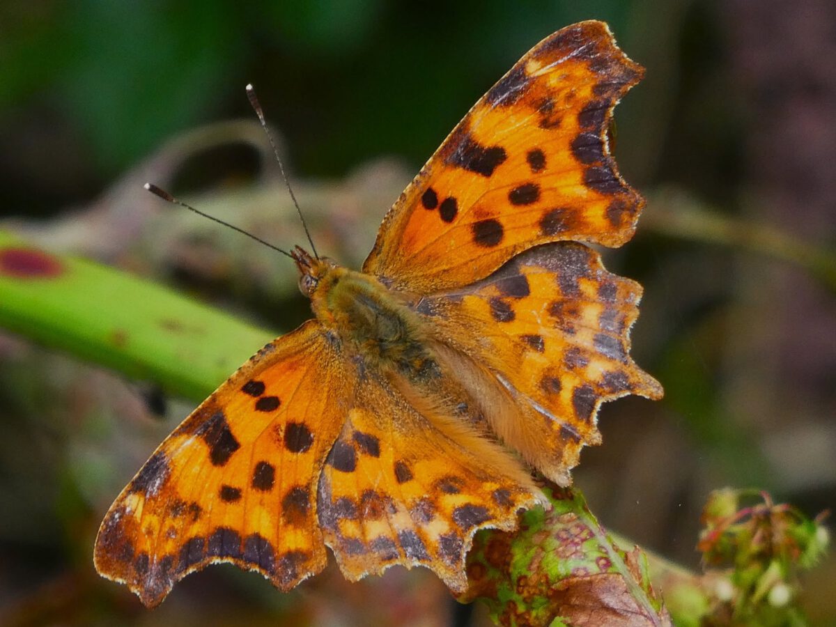 WYTSKE HEIDA: VLINDERS EN LIBELLEN IN HET SNEKER RASTERHOFFPARK
