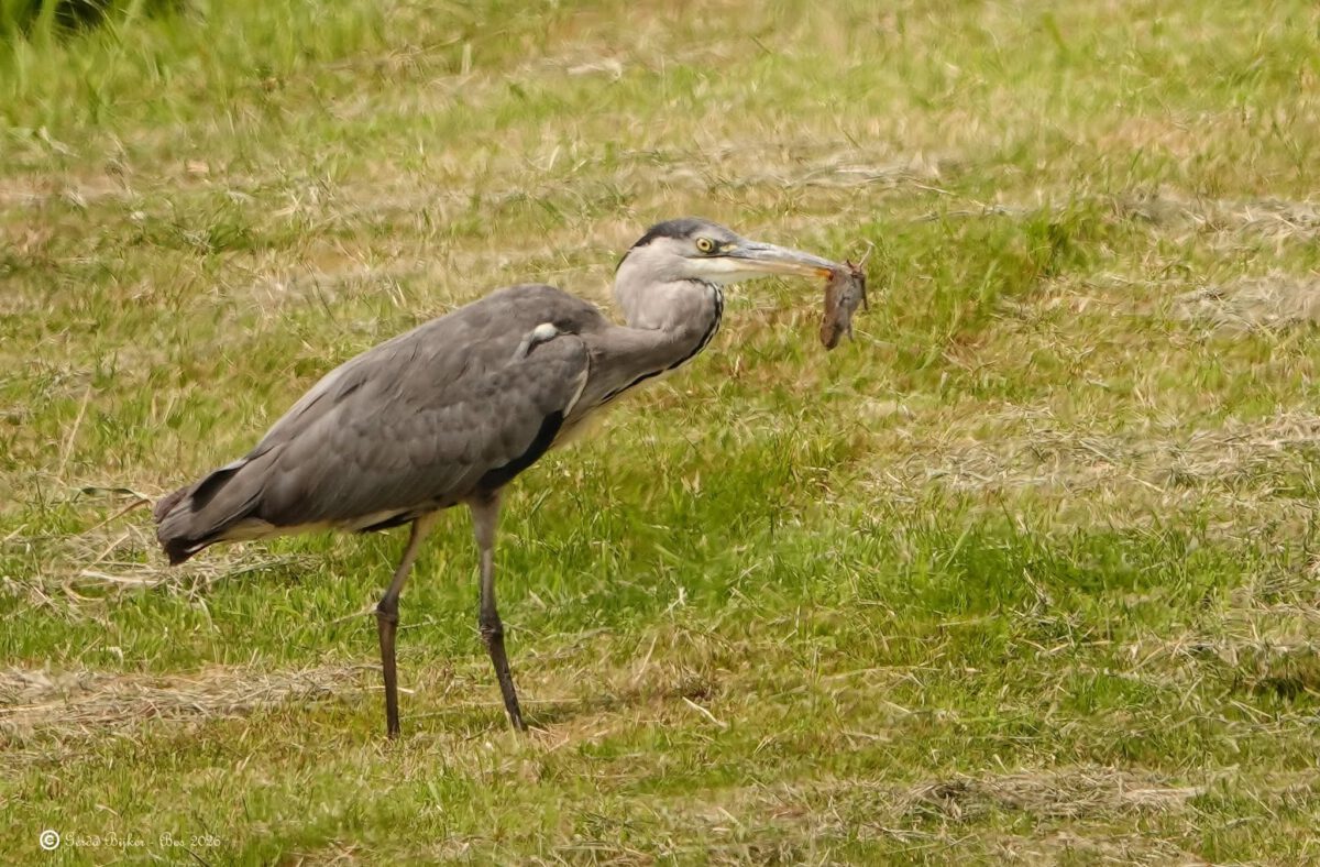 GERDA BIJKER: DE ‘BUIT’ VAN DE REIGER