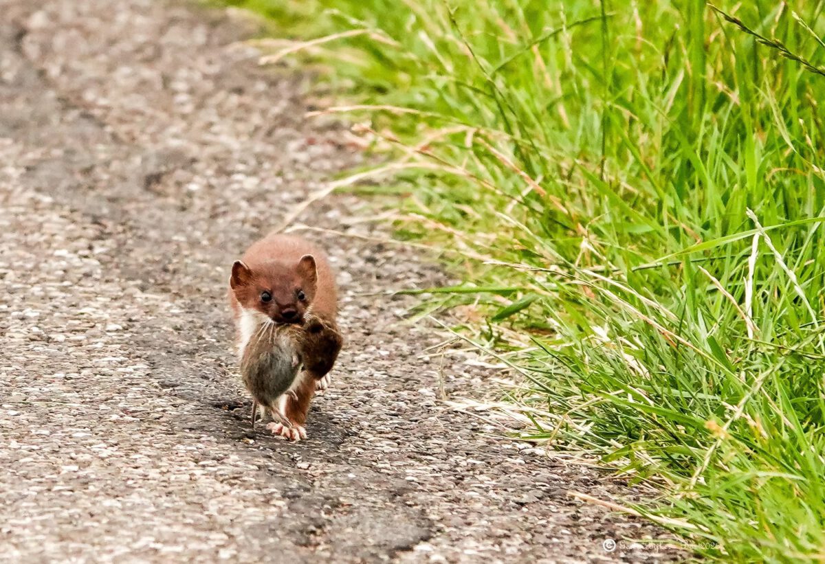 GERDA BIJKER: HERMELIJN MET MUIS