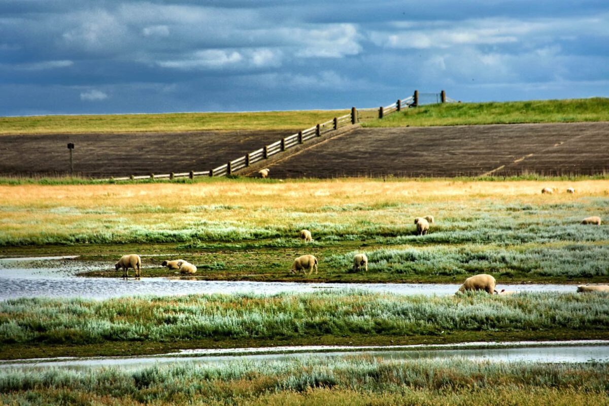 WIM SCHUT: WADDEN