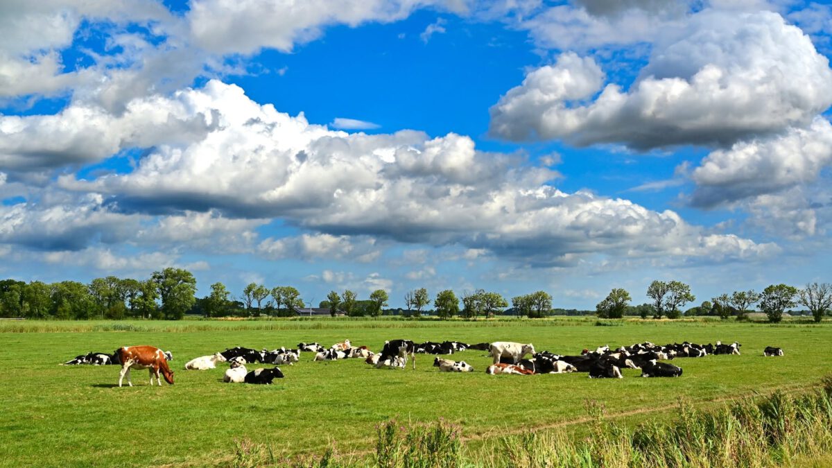 KOEIEN BIJ ROTTUM