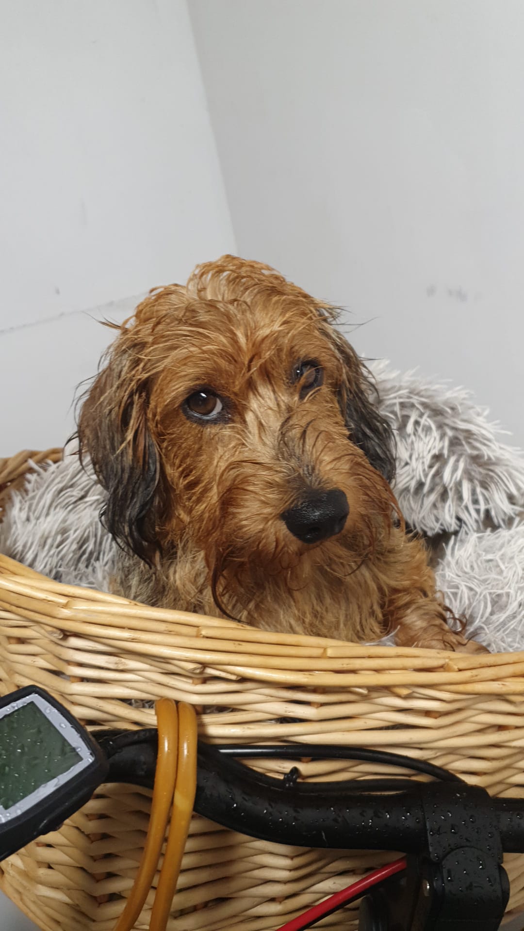 FANCLUB SAMMIE: HERFSTWEER HINDERT REUKVERMOGEN VAN DE HONDEN