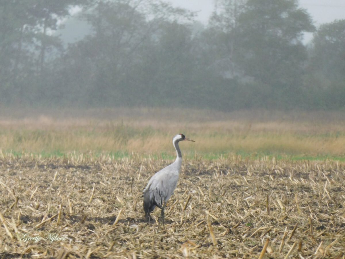 GREETJE NIJBOER: KRAANVOGEL IN DE REGEN