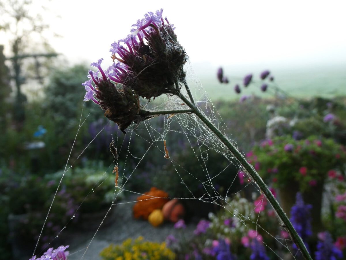 WYTSKE HEIDA: FRAAIE BEELDEN IN DE MIST
