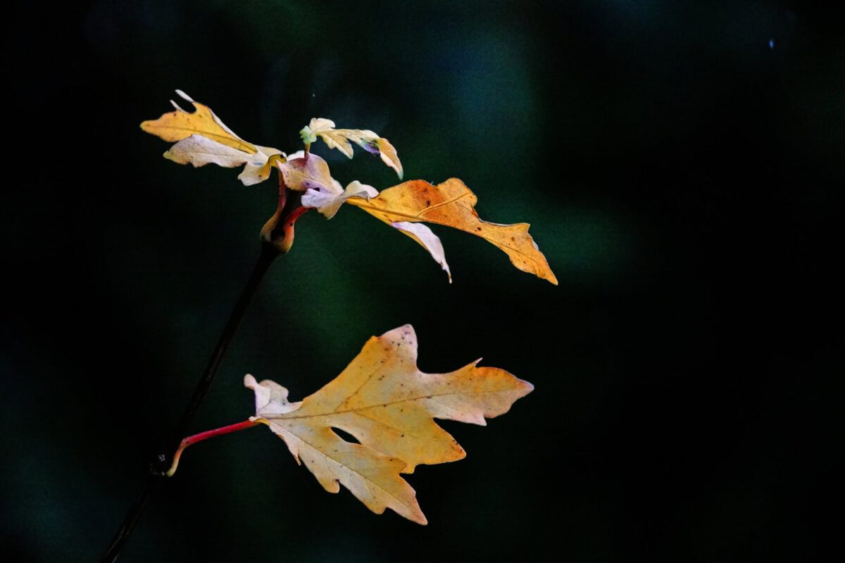 BEREND UDEMA: OPRISPING VAN DE HERFST